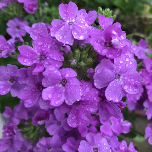 Meet your Posher, Stephanie - Picture 1 of 1